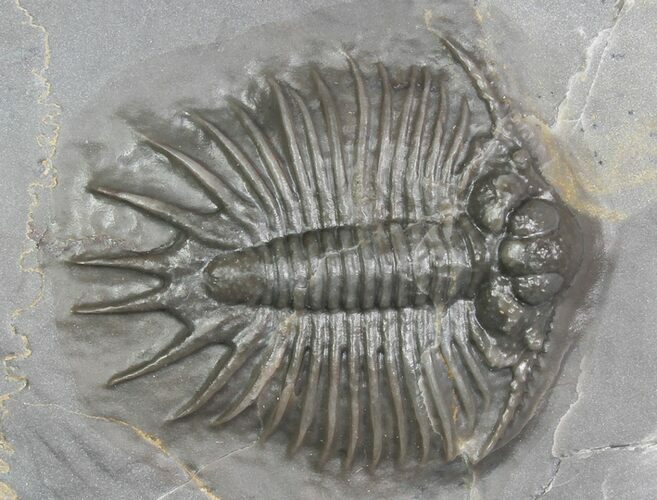 Unidentified Lichid Trilobite From Jorf - Belenopyge Like #92943